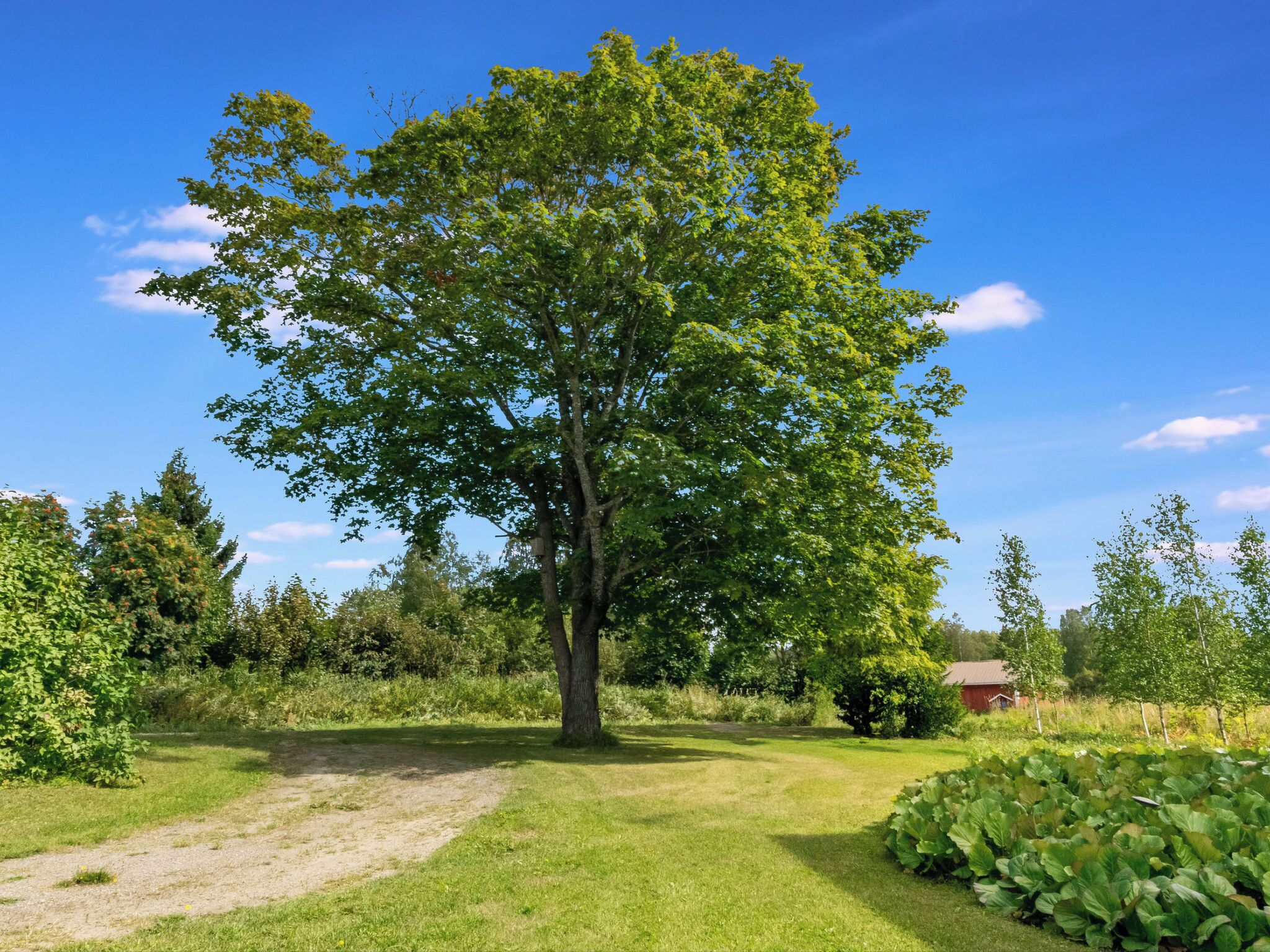 A large tree in a grassy area with a clear blue sky.