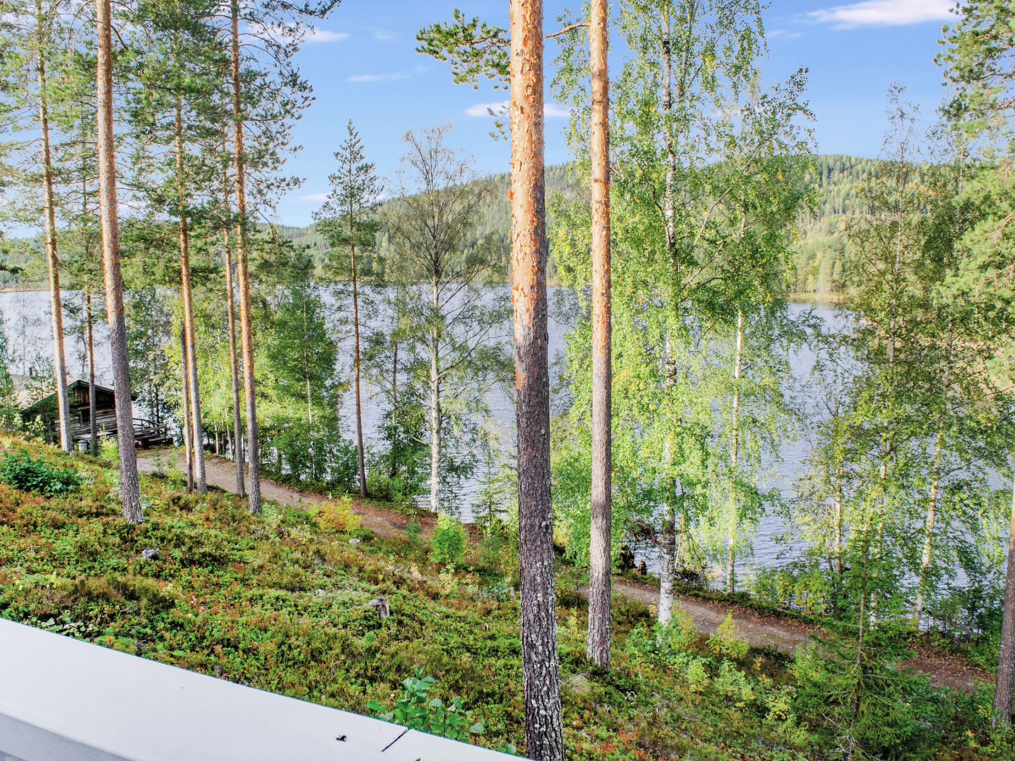 A forested area with tall trees and a lake.