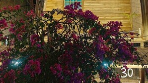 Una cabaña de madera con techo a dos aguas, una ventana con cortinas azules y flores de buganvilla rosadas en primer plano.