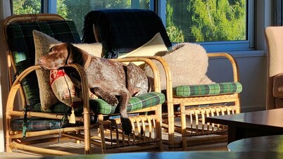 The Bach - Holiday house at Lake Rotoiti in the Bay of Plenty. Pet friendly