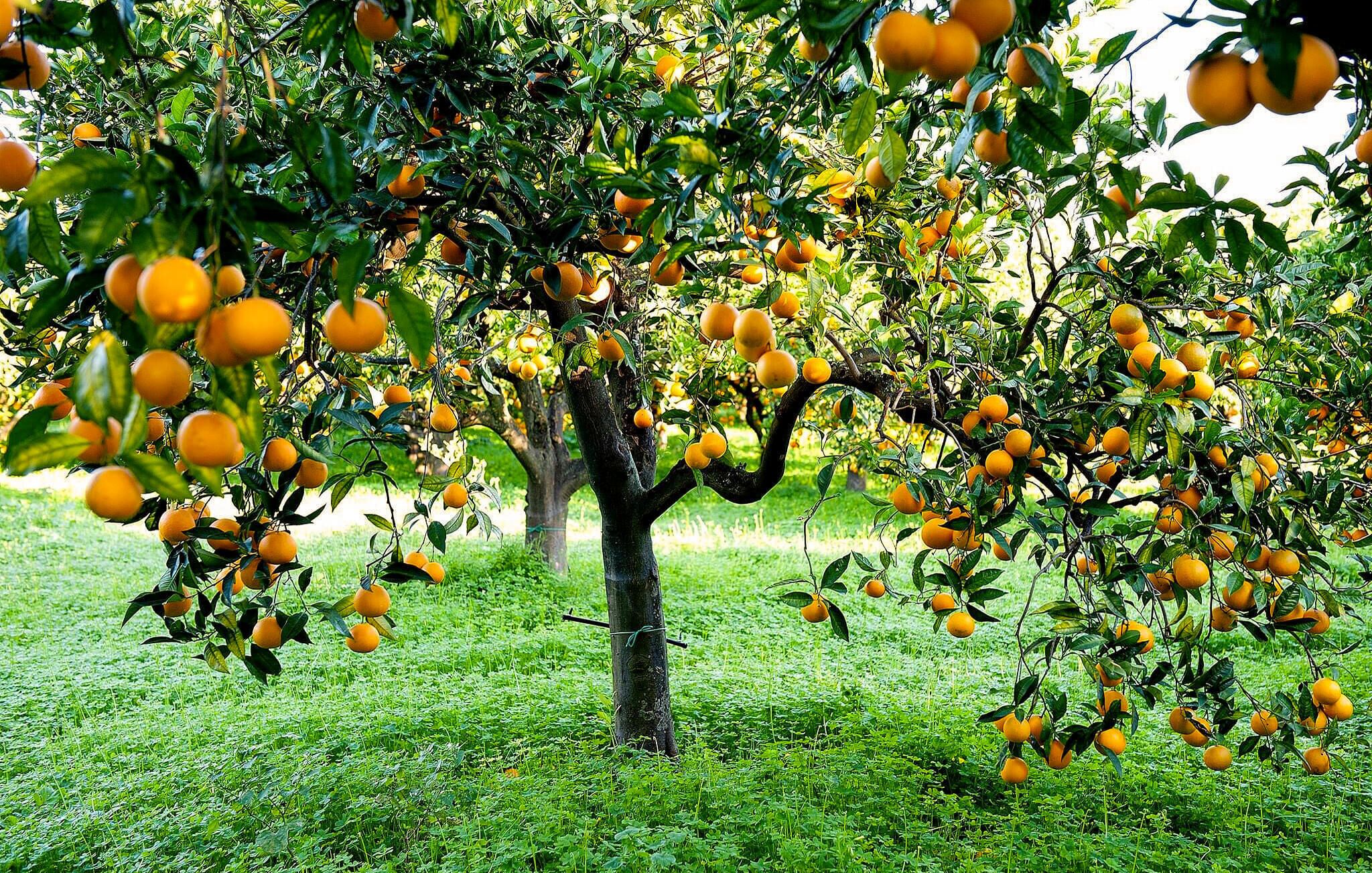 An orchard with numerous orange trees bearing fruit.