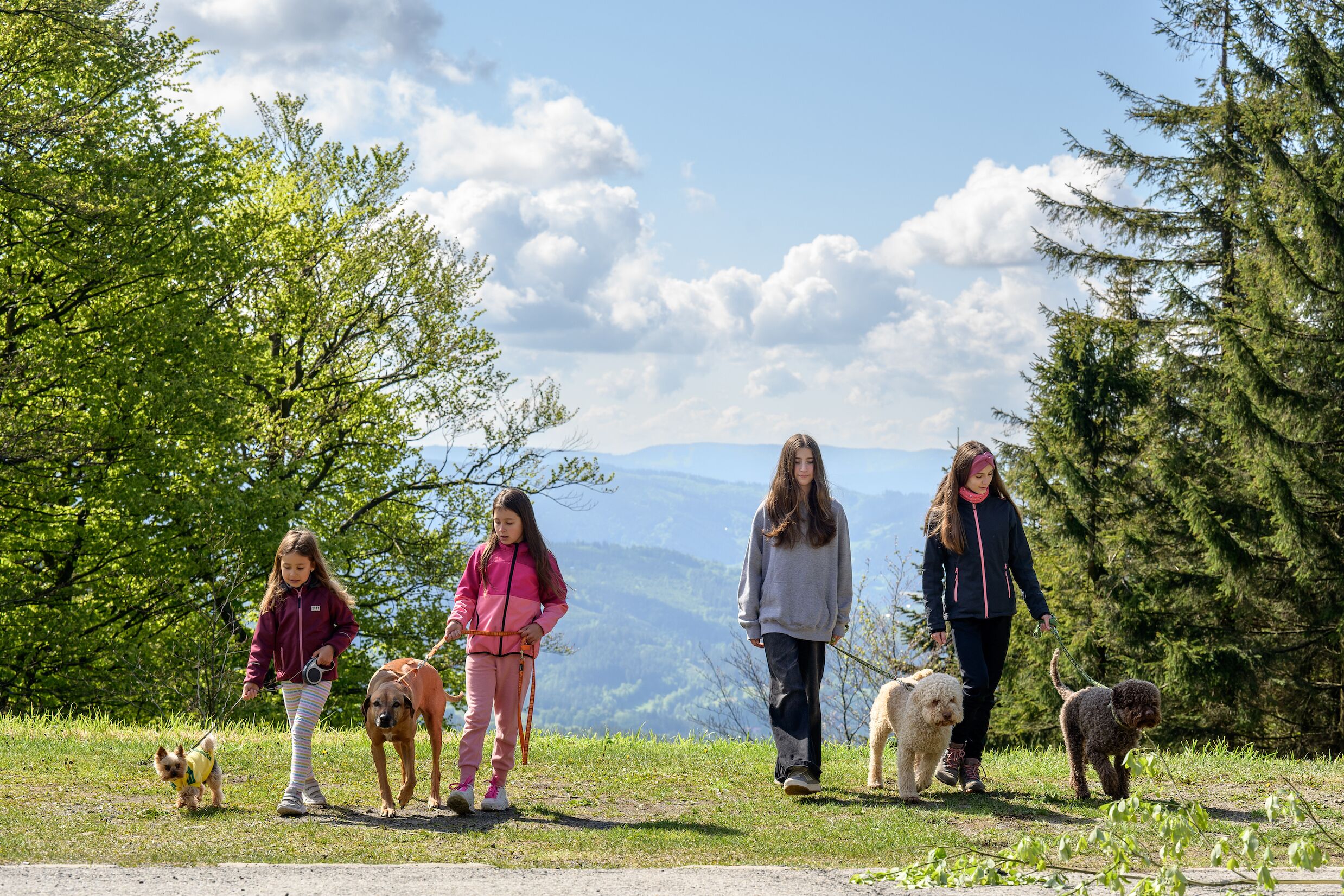 A group of people walking dogs on a path surrounded by trees and mountains.
