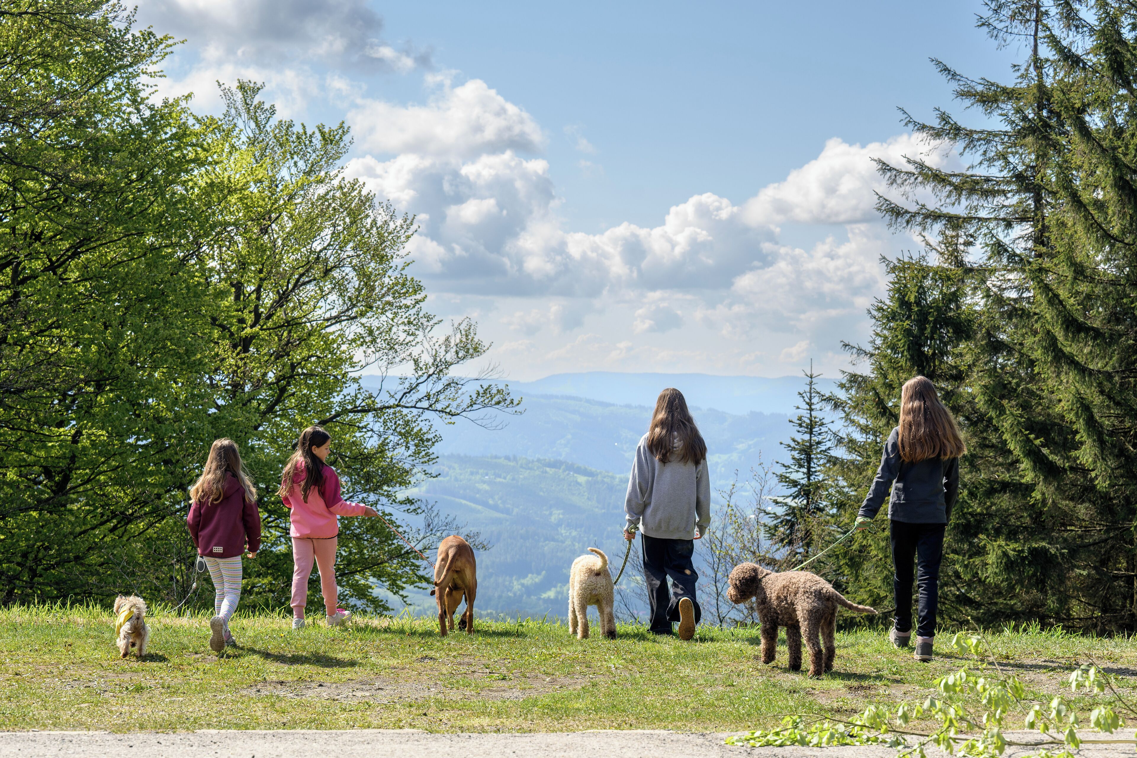 A group of people walking dogs on a grassy path with trees and mountains in the background.