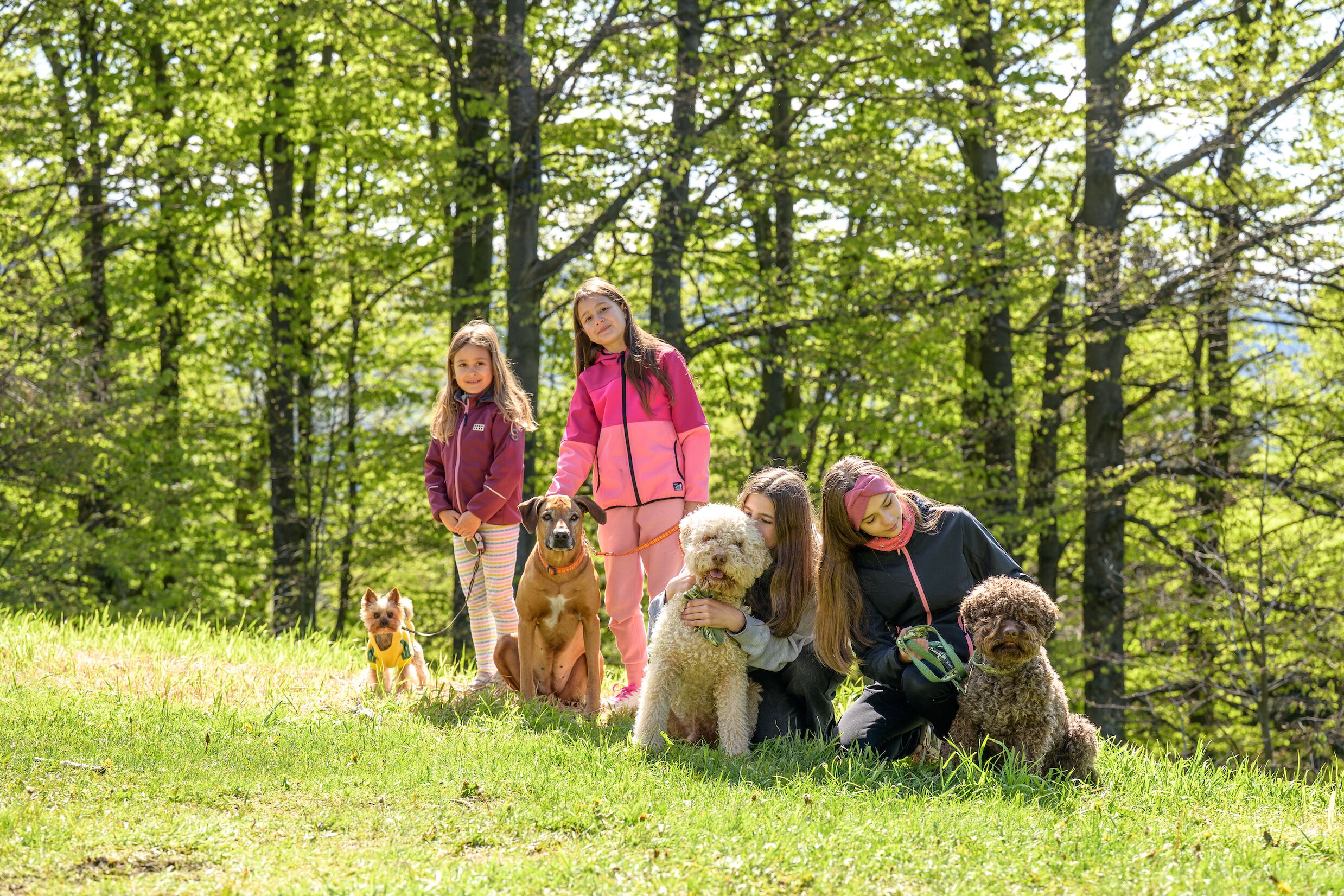 Un grupo de personas con perros en un espacio exterior con césped rodeado de árboles.