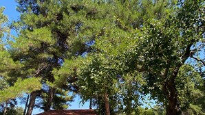 A stone building with a metal roof, surrounded by tall pine trees and a clear blue sky. - Couples Warm Nook - Thassos Seabreeze Nest (Thasos)