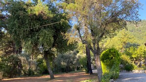 Un sendero pavimentado que atraviesa un área boscosa con árboles y un muro de piedra.