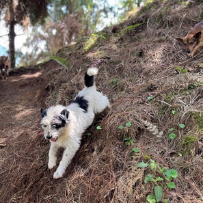 Cabaña, 1 habitación, fumadores, balcón | Jardines del alojamiento