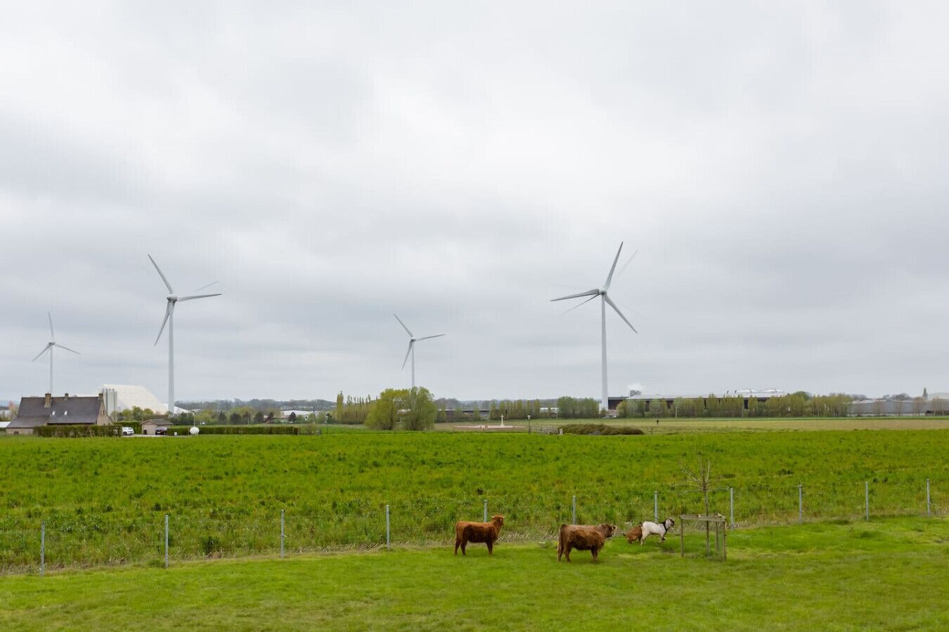 A rural landscape with wind turbines and grazing cattle.