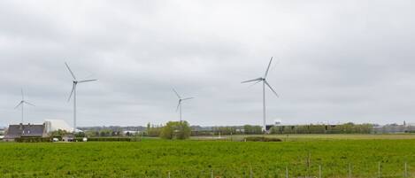 A rural landscape with wind turbines and grazing cattle.