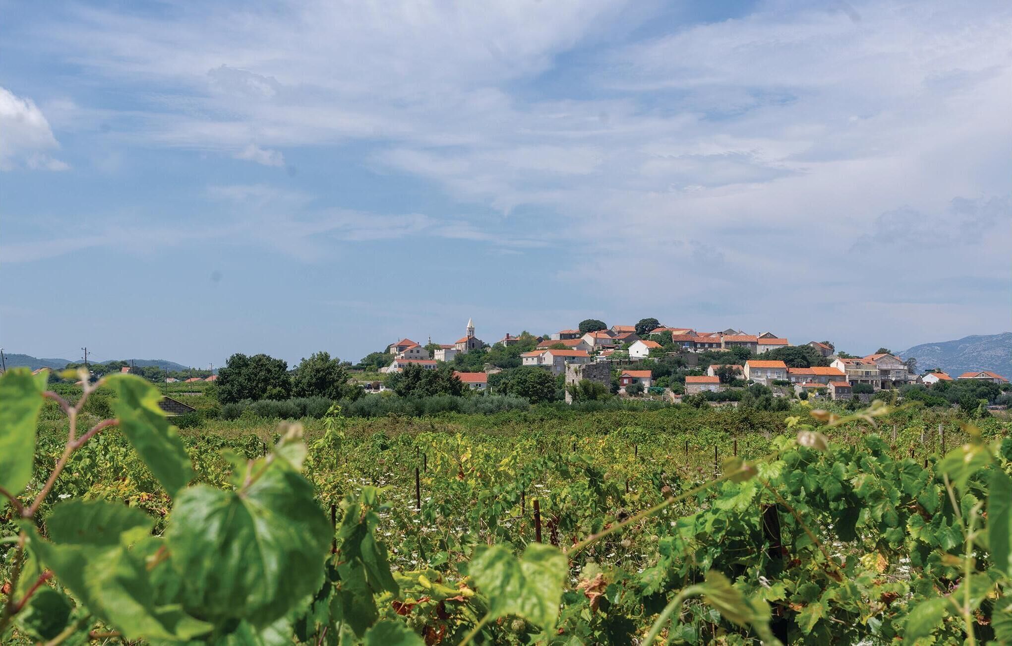 A vineyard with rows of grapevines and a cluster of buildings in the background.