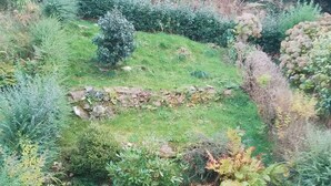 Een tuin met verschillende planten en een stenen muur.