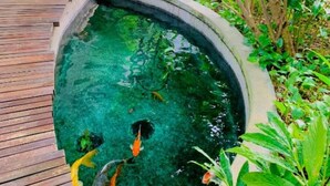 Un petit étang aux bords incurvés, peuplé de carpes koï, entouré d’une végétation luxuriante et agrémenté d’une terrasse en bois.