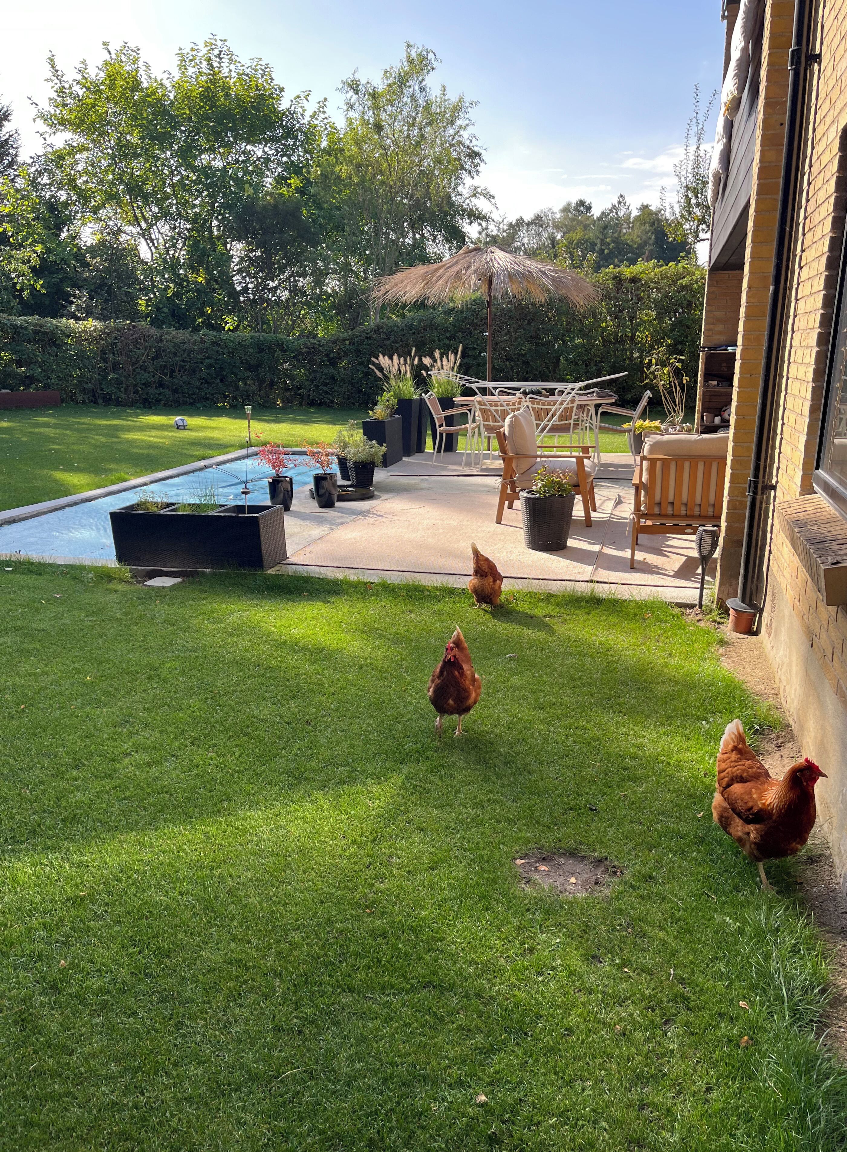Un patio trasero con piscina, muebles de jardín y gallinas.