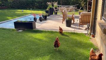 Un patio trasero con piscina, muebles de jardín y gallinas.