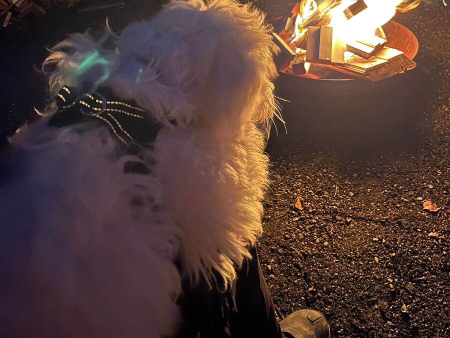 A dog sitting near a campfire with logs and a metal container in the background.