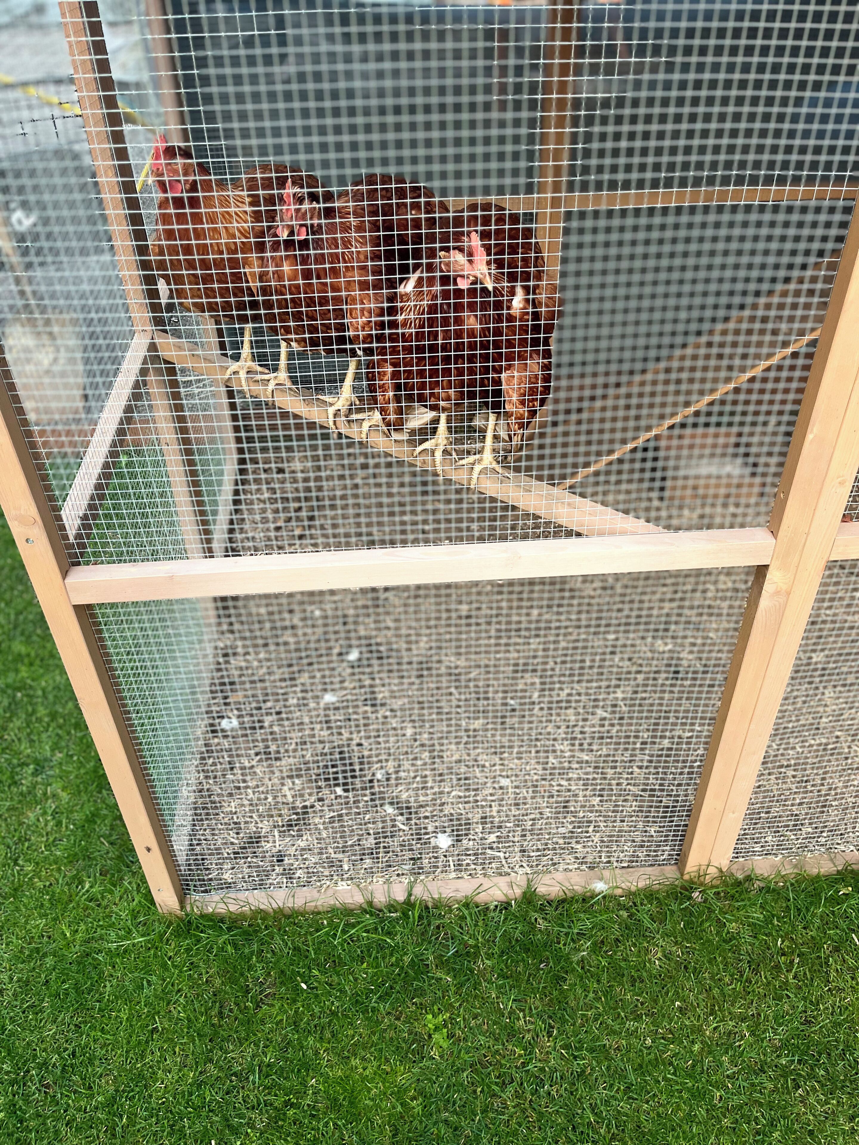 A chicken coop with a wooden frame and wire mesh, located on a grassy area.