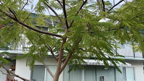 A building with a light green door, a white exterior, and a tree in front. - 2BR • 4 Beds • by Miami SoFi Vacation Rentals <br>Tucked in a quiet Palmetto Bay neighborhood, this property offers stylish 2BR/1BA stays with thoughtful design, outdoor spaces, and easy access to parks, dining, and Miami hotspots. (Palmetto Bay)