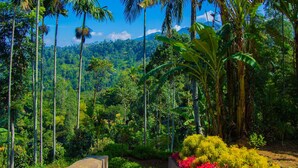 A pathway leading through a tropical garden with palm trees and colorful flowers. - Tunnel Top Inn Ella (Ella)
