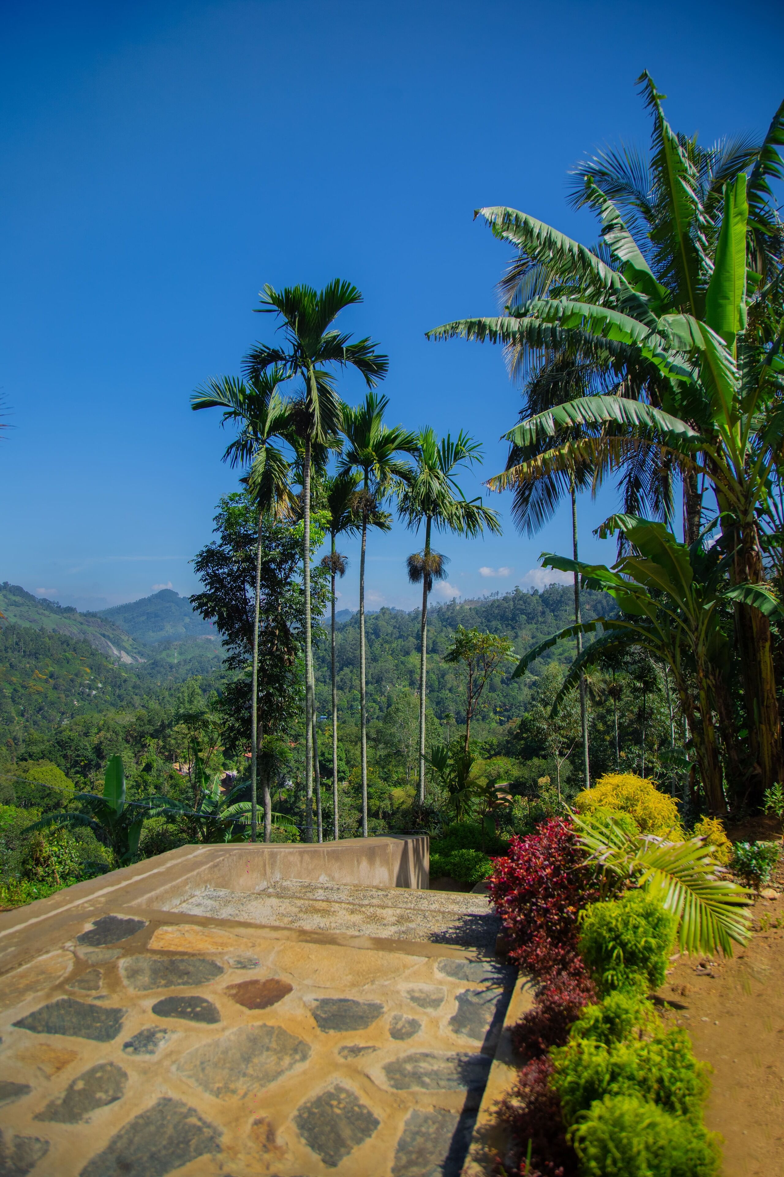 A paved pathway leading to a scenic overlook with palm trees and lush greenery.