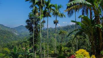 A paved pathway leading to a scenic overlook with palm trees and lush greenery.