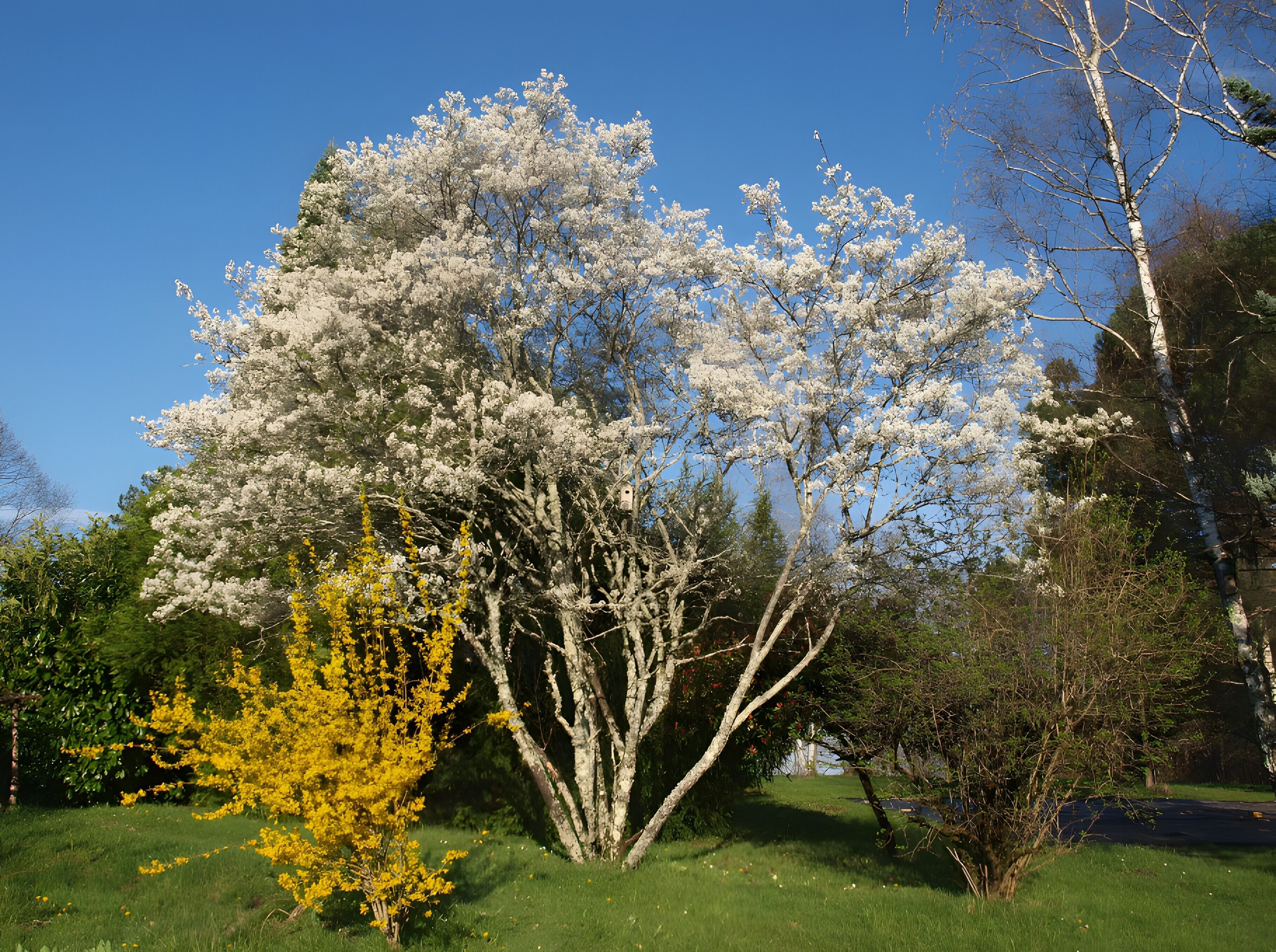 Un arbre aux fleurs blanches, un arbuste aux fleurs jaunes et un ciel d’un bleu limpide.