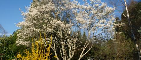 Un arbre aux fleurs blanches, un arbuste aux fleurs jaunes et un ciel d’un bleu limpide.