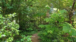 Un sentier bordé d’arbres, traversant une forêt où la végétation est luxuriante.