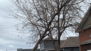Ein Wohngrundstück mit einem großen Baum, einem Holzzaun und einem Haus mit grauem Dach.