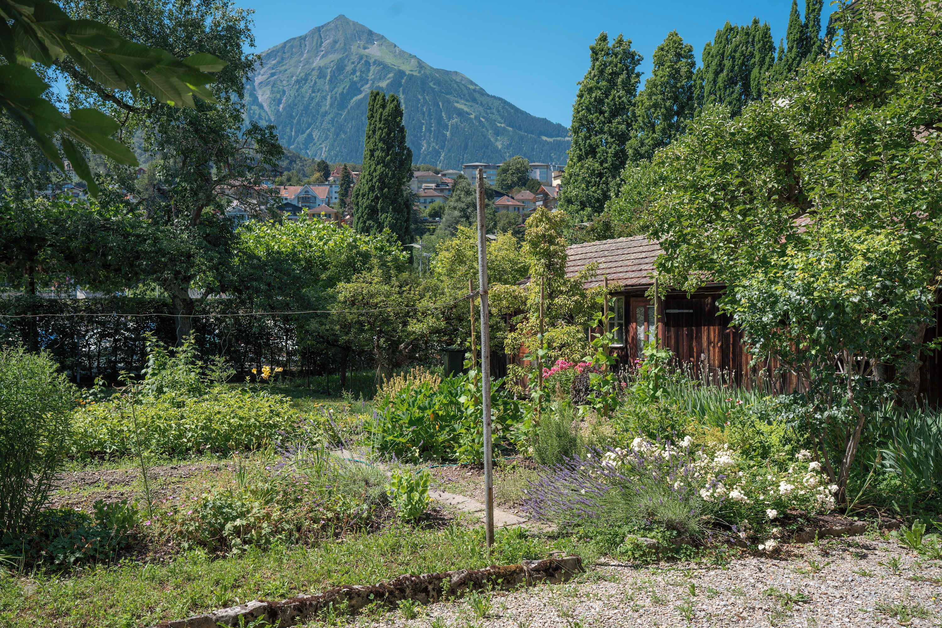 A garden with a wooden structure, surrounded by lush greenery and a mountain in the background.