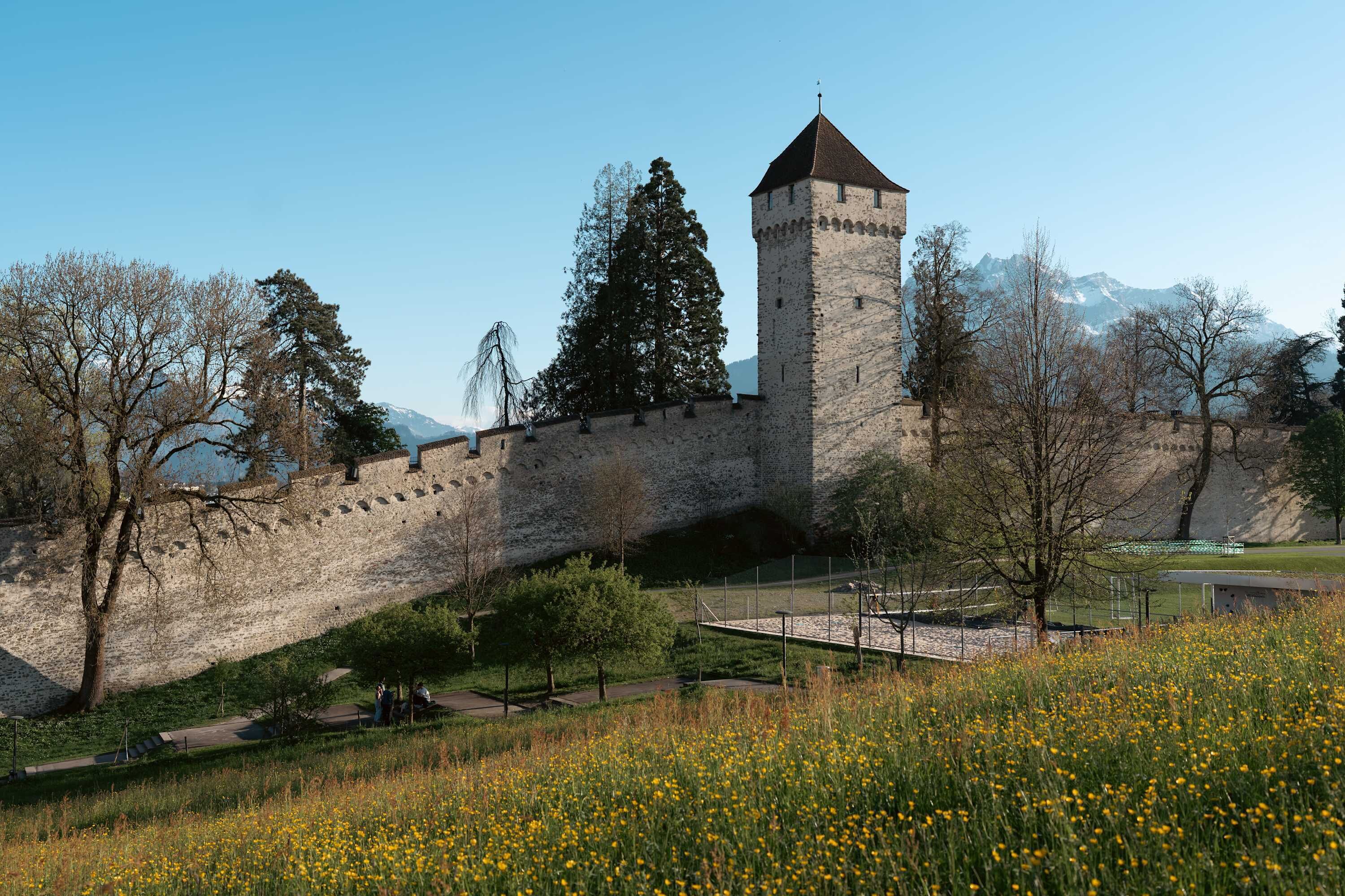 Un château de pierre historique, doté d’une tour, entouré d’un parc arboré et d’un champ de fleurs jaunes.