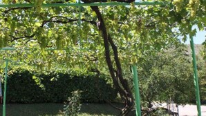 Een boom met hangende gele bloemen, gedragen door een metalen constructie.