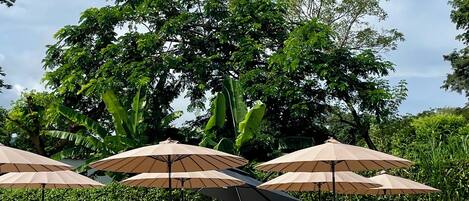 A poolside area with lounge chairs and umbrellas, surrounded by lush greenery and trees.