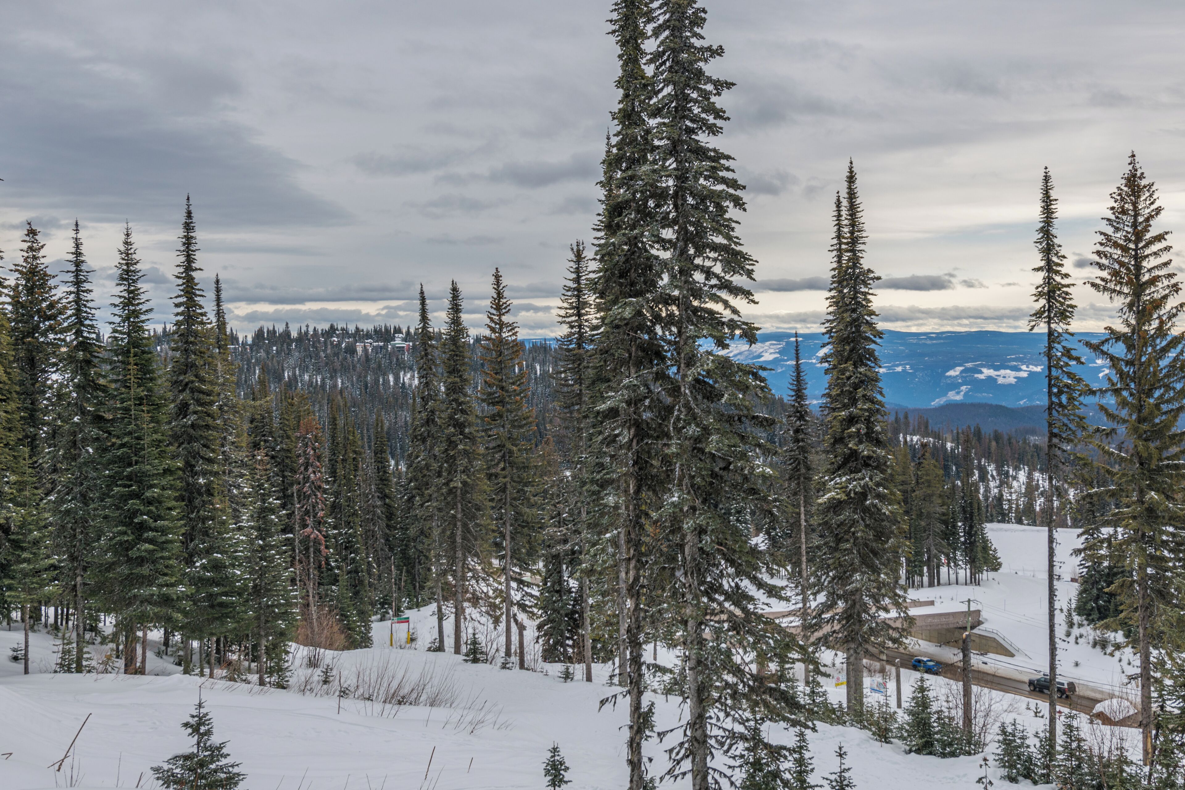 A snowy landscape with tall evergreen trees and a distant mountain range.