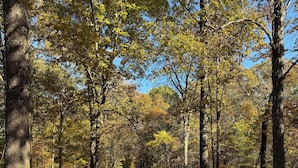 Un sendero en el bosque flanqueado por árboles y cubierto de grava.