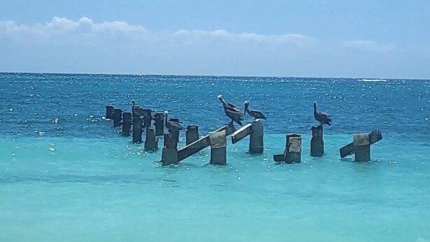 Una playa con agua turquesa cristalina, una fila de postes de hormigón y un pájaro volando en el cielo.