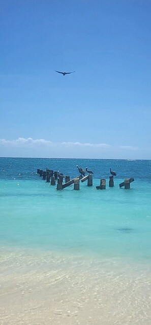 Ein Strand mit klarem türkisblauem Wasser, einer Reihe aus Betonpfählen und einem fliegenden Vogel am Himmel.