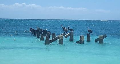 New Listing! Pool/Garden Oasis! 3bd/2bath home w/ 2 Casitas to rent if needed!