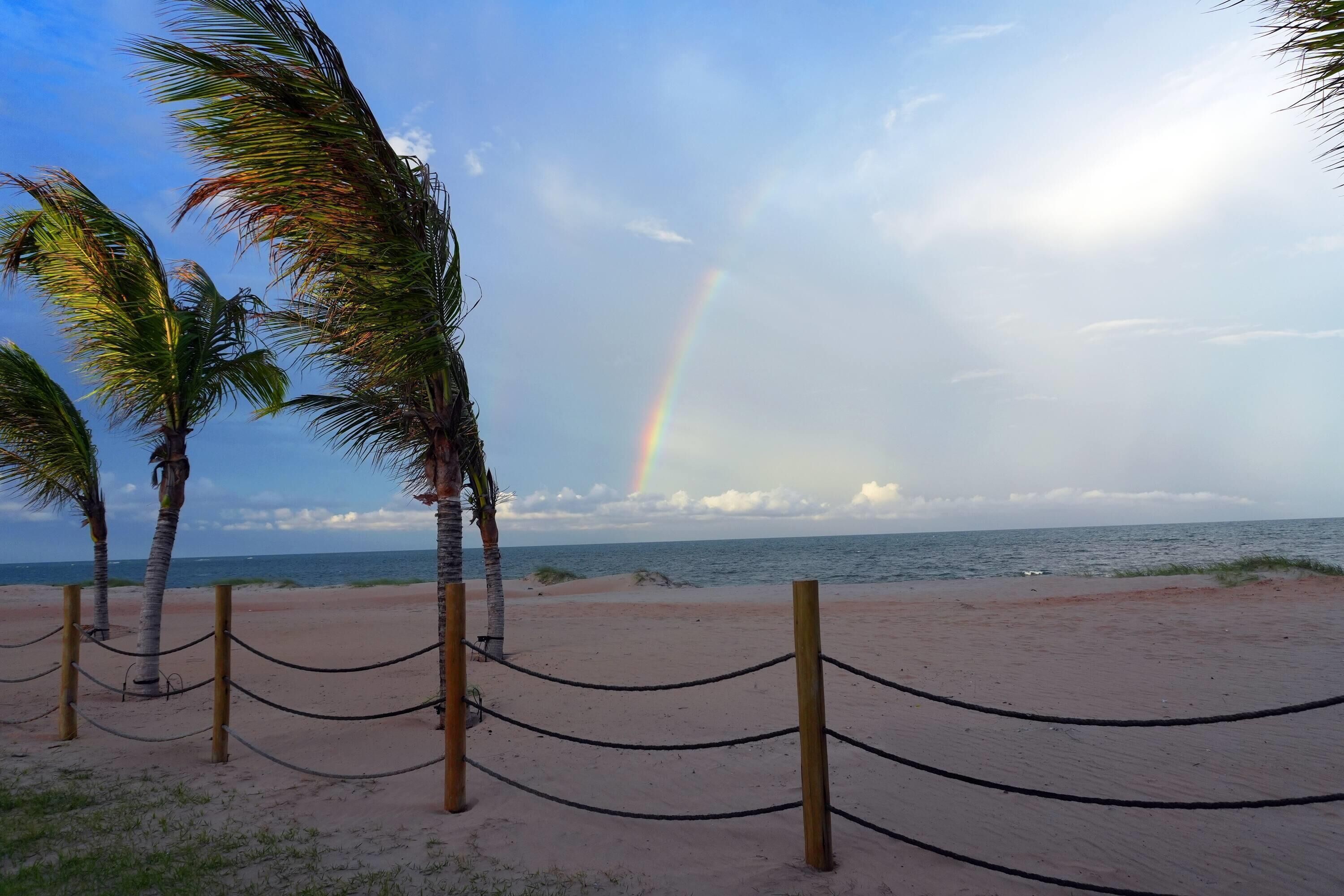 Una playa con palmeras, un arcoíris y el océano.