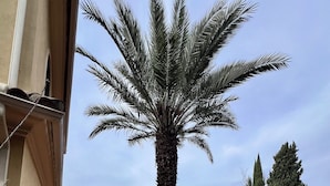 A courtyard with a palm tree, potted plants, and a tiled floor.
