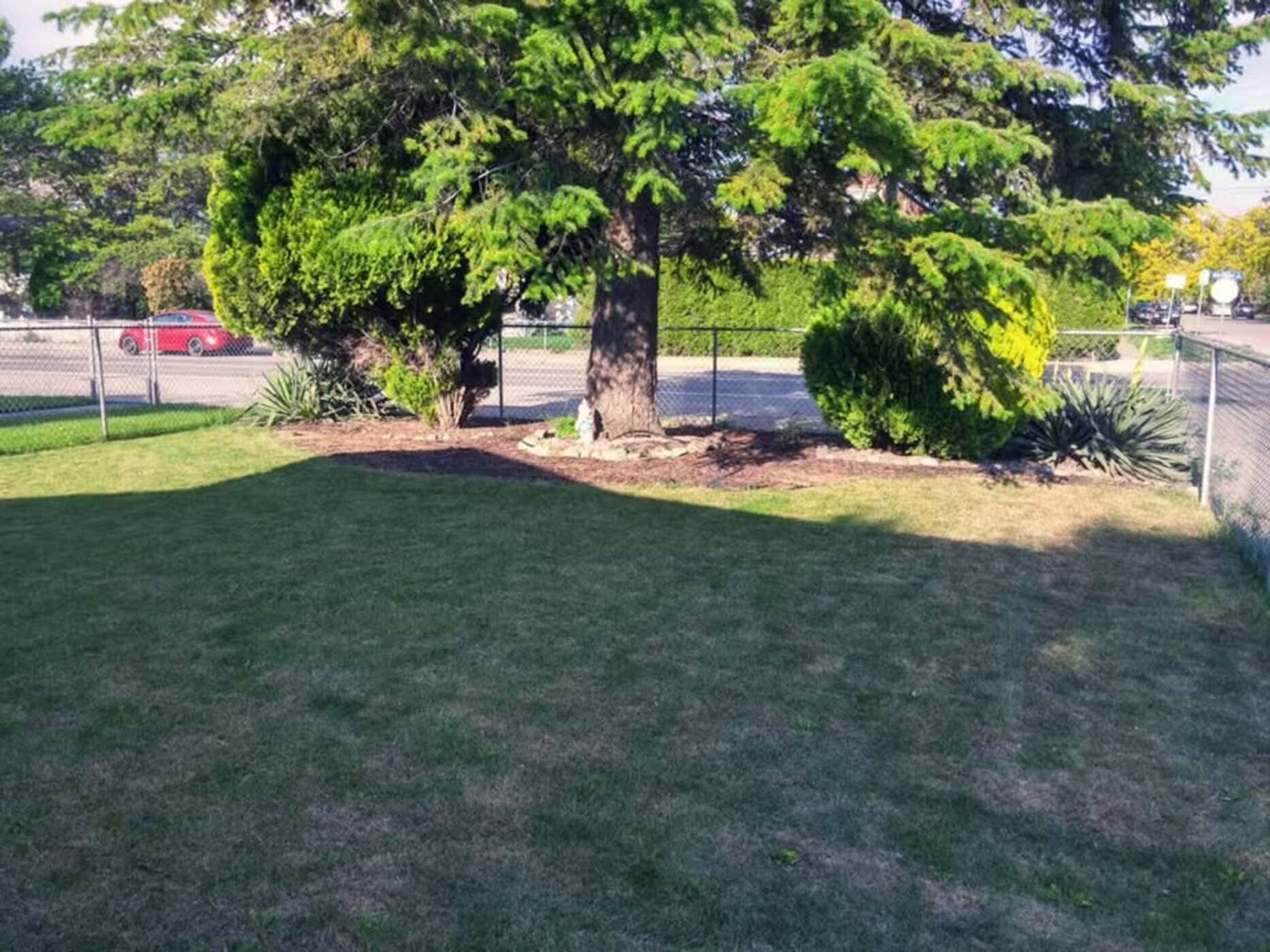 A grassy area with a large tree and a fenced parking lot in the background.