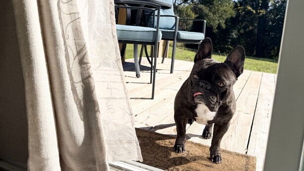 Ein Hund steht auf einer Holzdielenveranda mit Blick auf Gartenmöbel und Bäume.