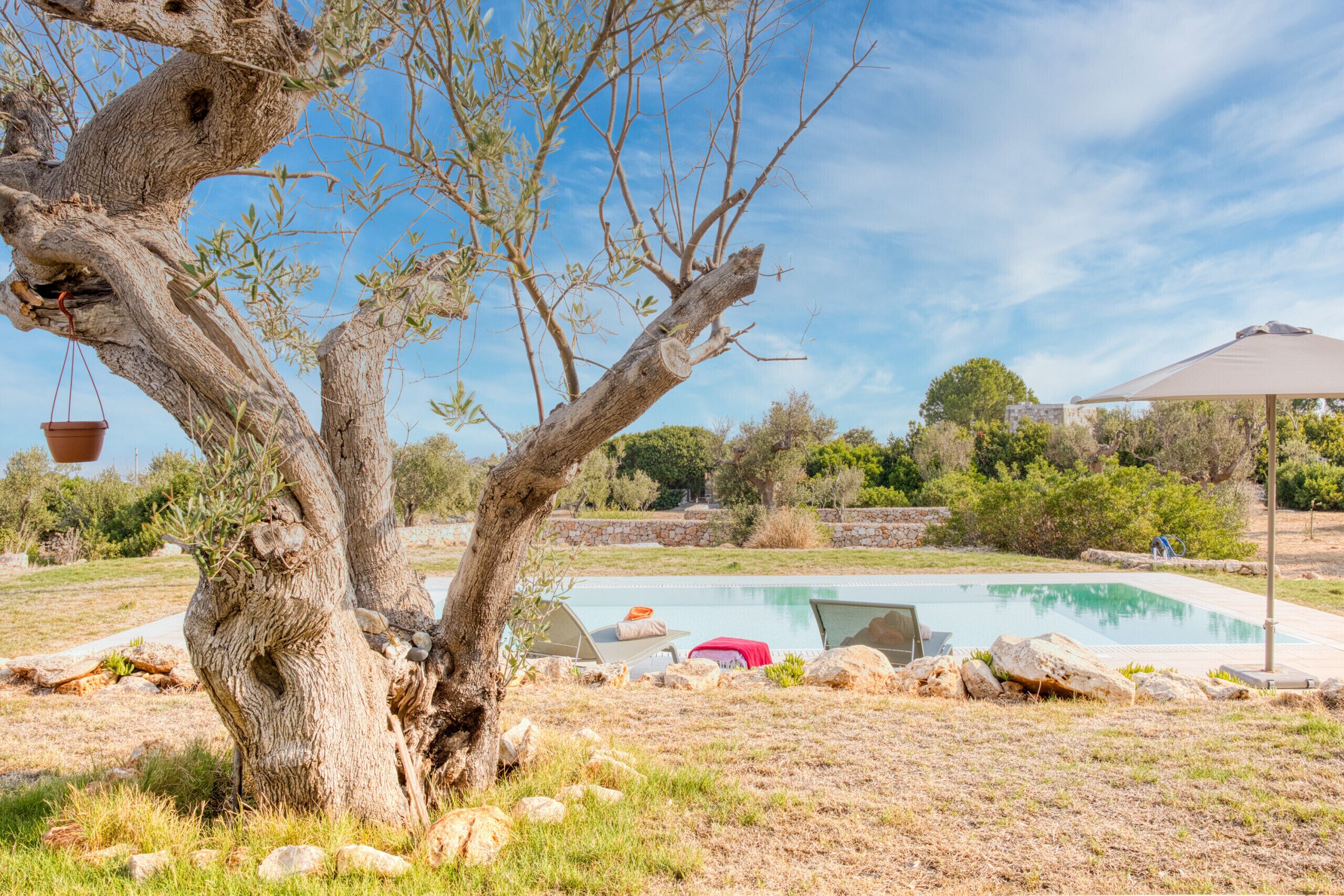 Una piscina con sillones de descanso, una pérgola y un árbol grande.