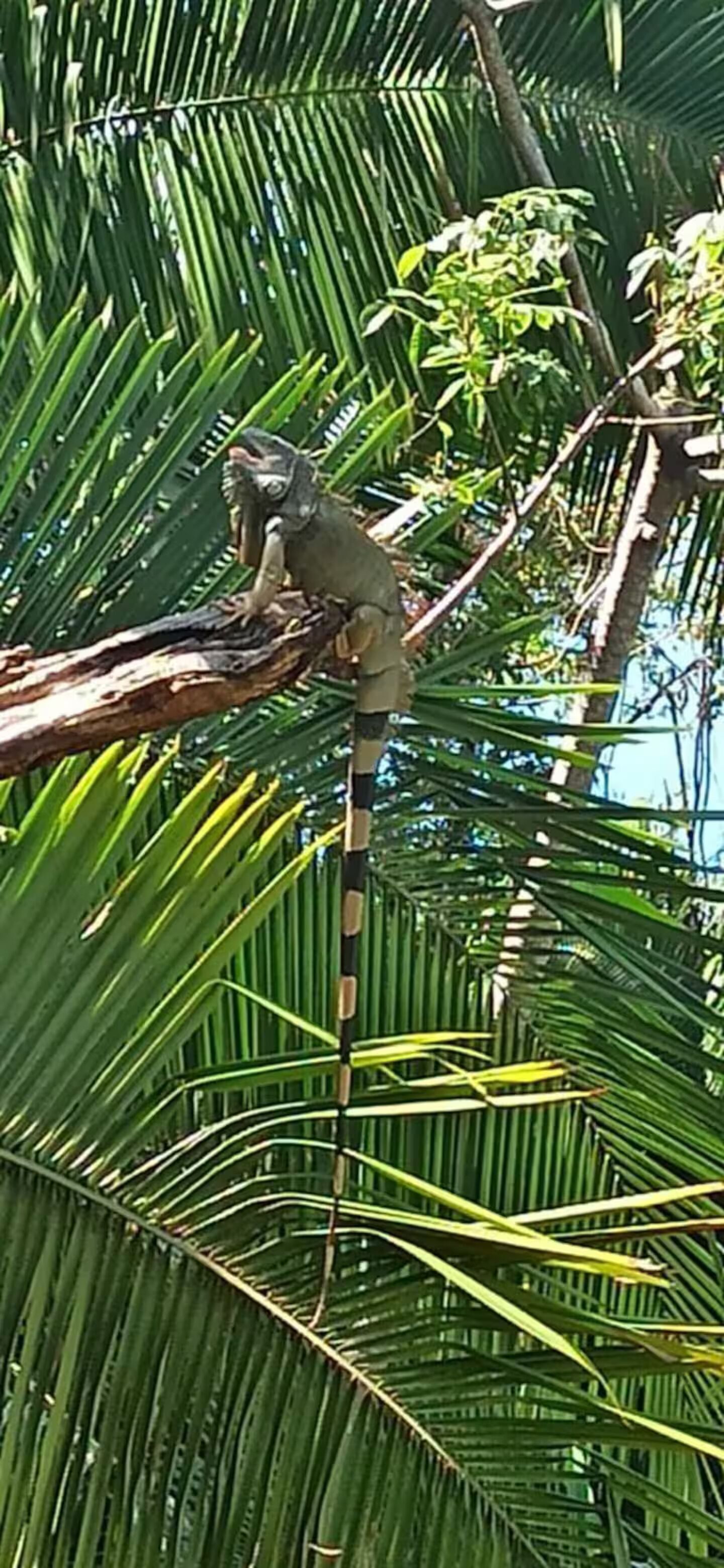 A lizard on a tree branch.