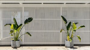 Duas plantas em vasos com folhas largas em frente a uma cerca branca.