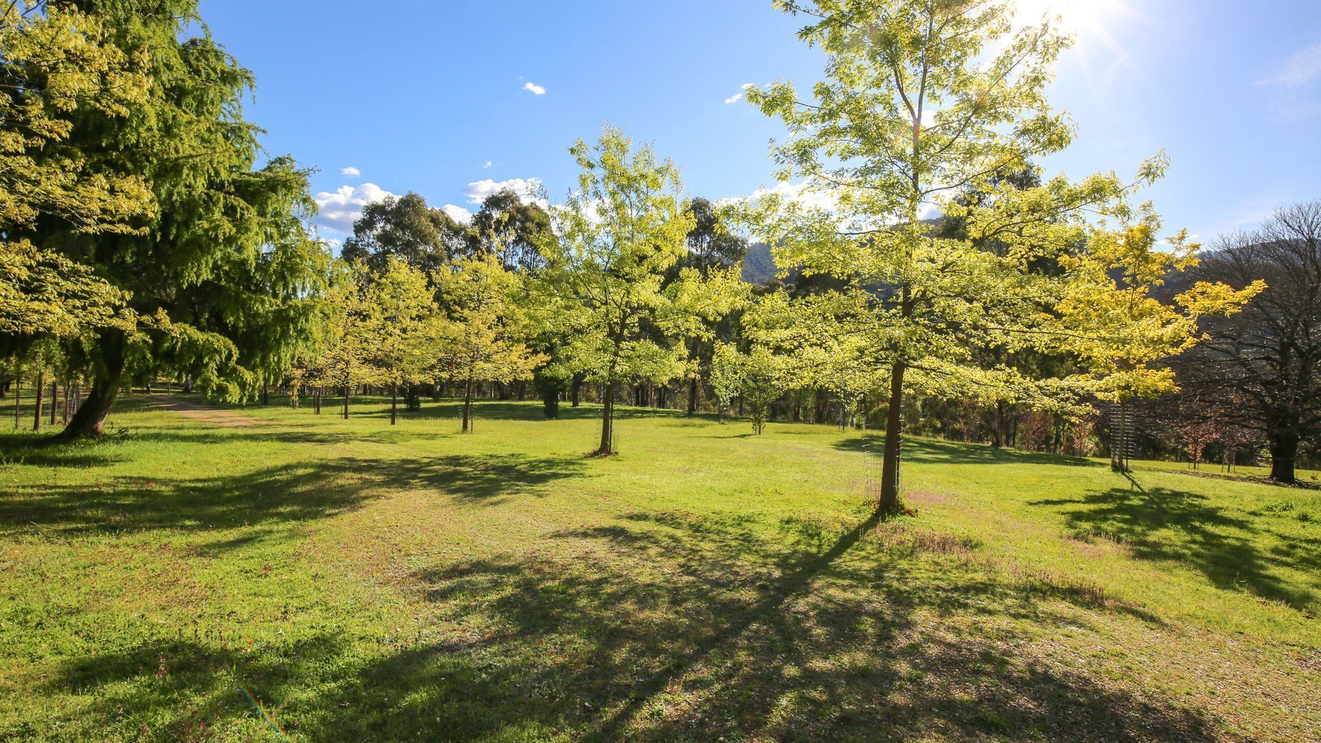 Un parque con varios árboles y cielo despejado.