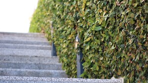 Un conjunto de escalones de piedra que conducen a una pared cubierta de follaje verde.