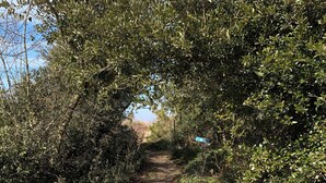 Un sentier étroit, pavé de pierres, bordé d’une végétation luxuriante et menant à une zone boisée.