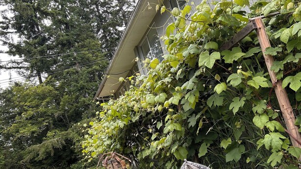 A backyard with a wooden bench, a small table, and a chair. There is a wooden structure leaning against the house and a vine-covered wall.