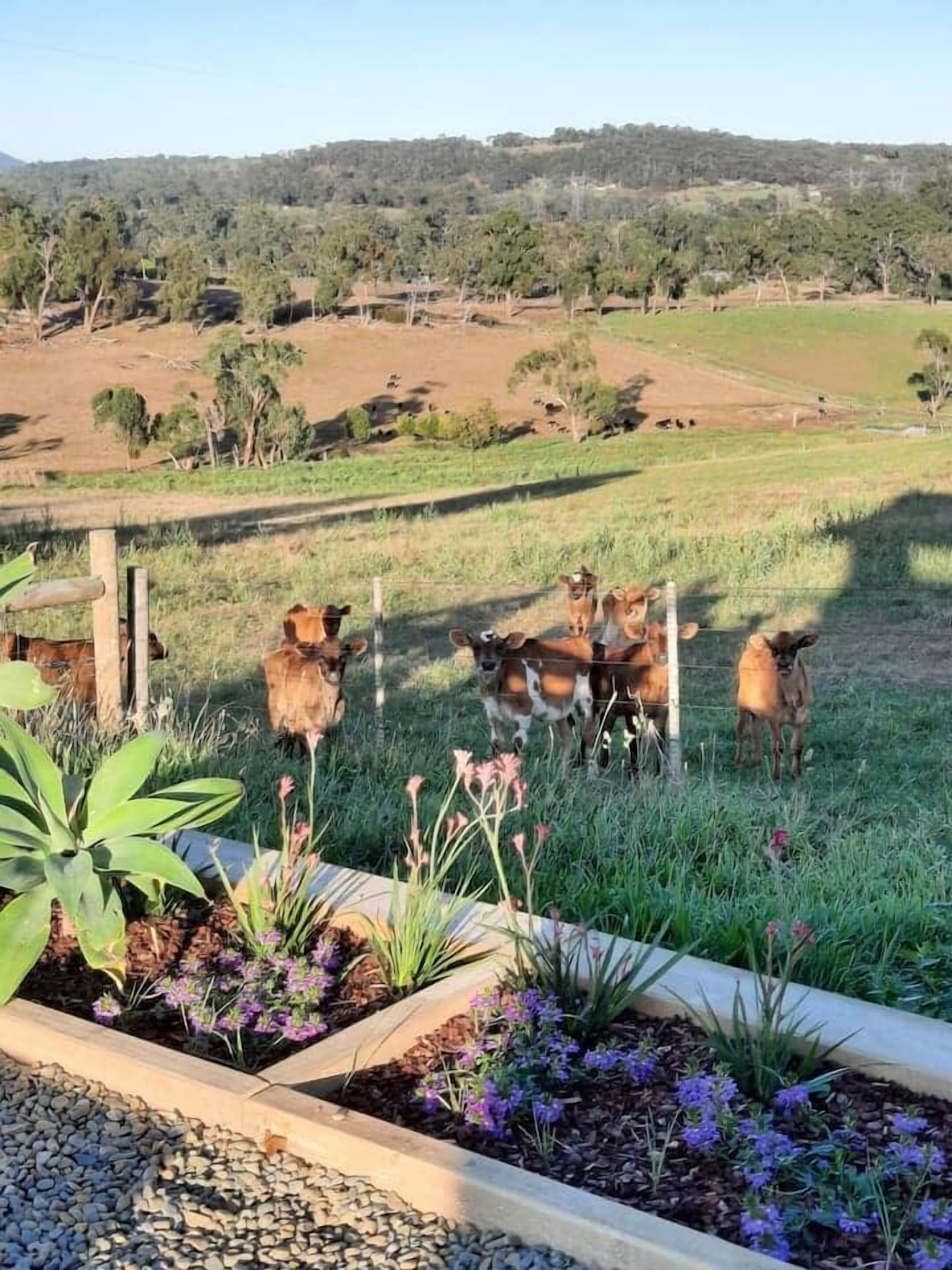 Un paysage rural avec une zone délimitée par une clôture où se trouvent des vaches.