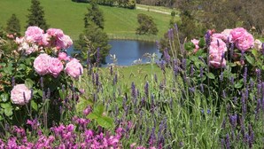 Un jardin avec des fleurs roses et un lac en arrière-plan.